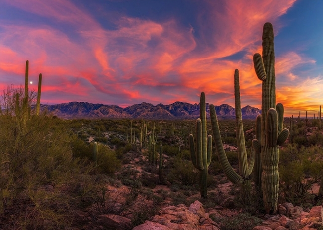 desert background with cactus